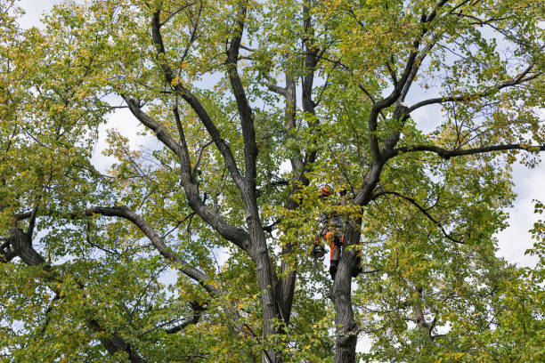 How Our Tree Care Process Works  in  Milford, NJ